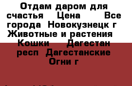 Отдам даром для счастья. › Цена ­ 1 - Все города, Новокузнецк г. Животные и растения » Кошки   . Дагестан респ.,Дагестанские Огни г.